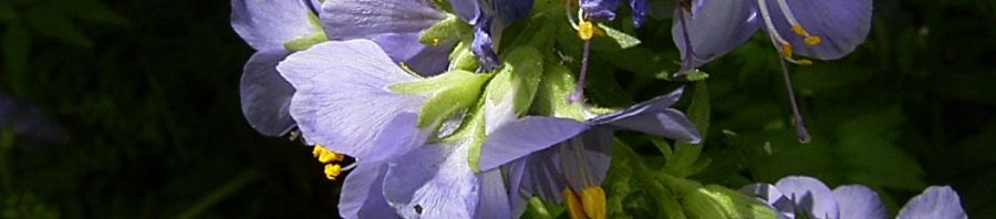Anklicken um das ganze Bild zu sehen  Jakobsleiter Blüte hellblau Polemonium caeruleum