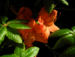 Zurück zum kompletten Bilderset Japan-Azalee Blüte orange Rhododendron mollis