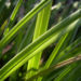 Zurück zum kompletten Bilderset Japan-Segge Gras gelblich Carex morrowii