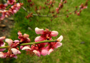 Japanische Aprikose Bluete pink Prunus mume 08