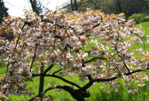 Japanische Bluetenkirsche Baum Bluete hellrosa Prunus serrulata 02