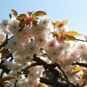 Japanische Bluetenkirsche Baum Bluete hellrosa Prunus serrulata 04