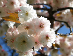 Japanische Bluetenkirsche Baum Bluete hellrosa Prunus serrulata 05