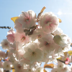 Japanische Bluetenkirsche Baum Bluete hellrosa Prunus serrulata 06
