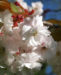 Zurück zum kompletten Bilderset Japanische Blütenkirsche Baum Blüte hellrosa Prunus serrulata