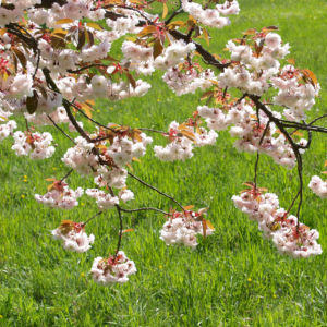 Japanische Bluetenkirsche Baum Bluete hellrosa Prunus serrulata 08