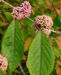 Zurück zum kompletten Bilderset Japanische Callicarpa Schönfrucht Frucht pink Callicarpa japonica