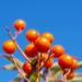 Zurück zum kompletten Bilderset Koreanische-Eberesche Beere Blatt rot braun Sorbus commixta