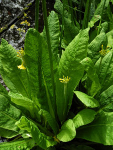 Japanische Etagen Primel Blatt gruen Primula japonica 02
