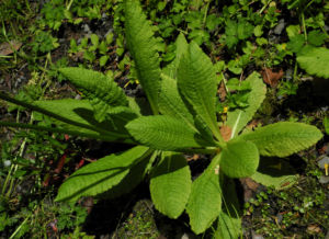Japanische Etagen Primel Blatt gruen Primula japonica 04