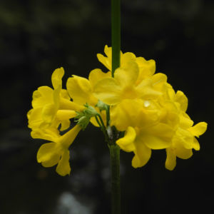 Japanische Etagen Primel Bluete gelb Primula japonica 04