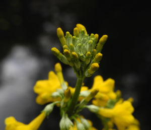 Japanische Etagen Primel Bluete gelb Primula japonica 05