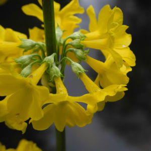 Japanische Etagen Primel Bluete gelb Primula japonica 07