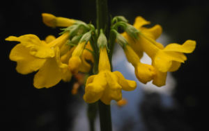 Japanische Etagen Primel Bluete gelb Primula japonica 09