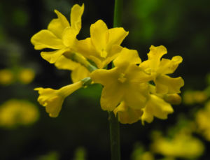 Japanische Etagen Primel Bluete gelb Primula japonica 11