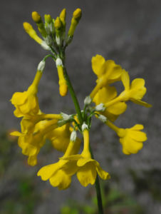 Japanische Etagen Primel Bluete gelb Primula japonica 12