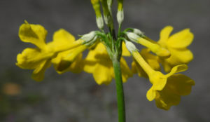 Japanische Etagen Primel Bluete gelb Primula japonica 14