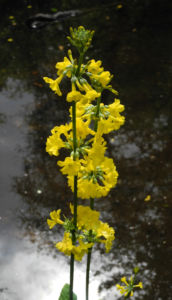 Japanische Etagen Primel Bluete gelb Primula japonica 15
