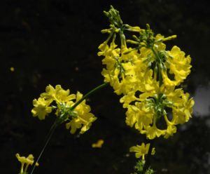 Japanische Etagen Primel Bluete gelb Primula japonica 18