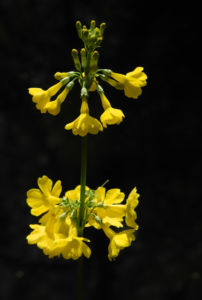Japanische Etagen Primel Bluete gelb Primula japonica 19