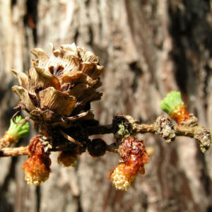 Japanische Laerche Baum Knospen gruen braun Larix kaempferi 01