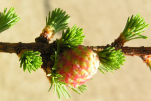 Japanische Laerche Baum Knospen gruen braun Larix kaempferi 02