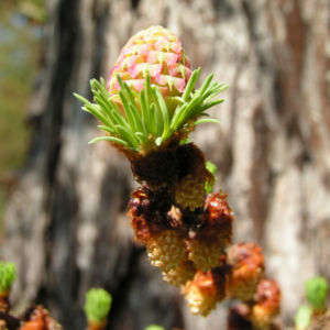 Japanische Laerche Baum Knospen gruen braun Larix kaempferi 03