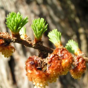 Japanische Laerche Baum Knospen gruen braun Larix kaempferi 05