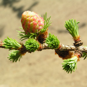 Japanische Laerche Baum Knospen gruen braun Larix kaempferi 06