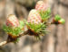 Zurück zum kompletten Bilderset Japanische Lärche Baum Knospen grün braun Larix kaempferi