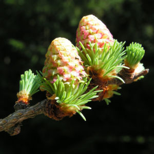 Japanische Laerche Baum Knospen gruen braun Larix kaempferi 08