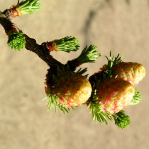 Japanische Laerche Baum Knospen gruen braun Larix kaempferi 09