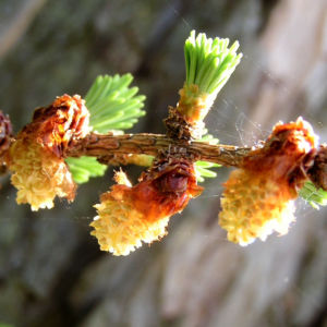 Japanische Laerche Baum Knospen gruen braun Larix kaempferi 10