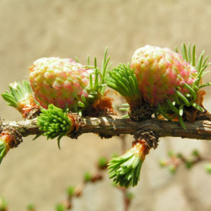 Japanische Laerche Baum Knospen gruen braun Larix kaempferi 11