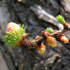 Japanische Laerche Baum Knospen gruen braun Larix kaempferi 12