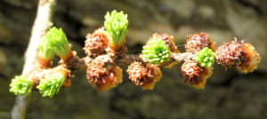 Japanische Laerche Baum Knospen gruen braun Larix kaempferi 13