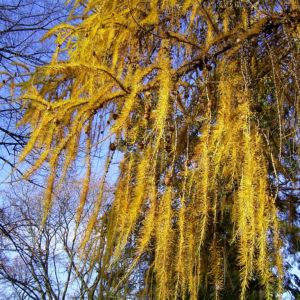 Japanische Laerche Larix kaempferi 02
