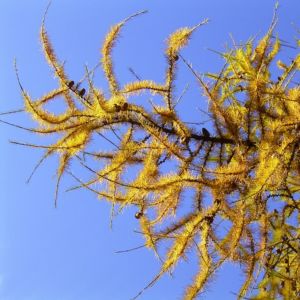 Japanische Laerche Larix kaempferi 03