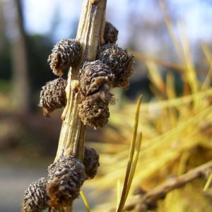 Japanische Laerche Larix kaempferi 04