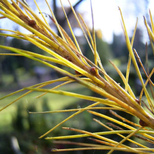 Japanische Laerche Larix kaempferi 05