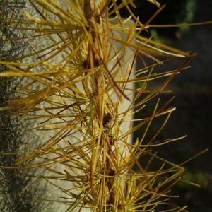 Japanische Laerche Larix kaempferi 06