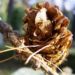 Zurück zum kompletten Bilderset Japanische Lärche Larix kaempferi
