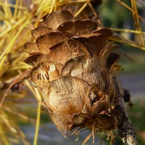 Japanische Laerche Larix kaempferi 08