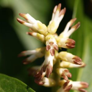 Japanische Pachysandra Bluete weisslich Pachysandra terminalis 01
