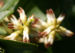 Zurück zum kompletten Bilderset Japanische Pachysandra Blüte weiß Pachysandra terminalis