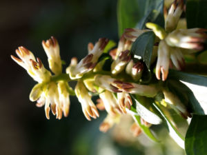 Japanische Pachysandra Bluete weisslich Pachysandra terminalis 07