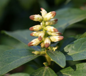 Japanische Pachysandra Bluete weisslich Pachysandra terminalis 08