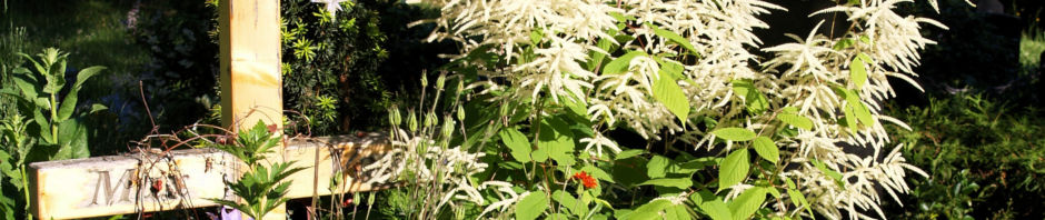 japanische-prachtspiere-bluete-weiss-astilbe-japonica