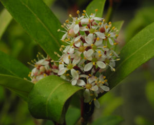 Japanische Skimmie Bluete weiss Skimmia japonica 01