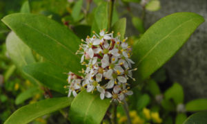 Japanische Skimmie Bluete weiss Skimmia japonica 04